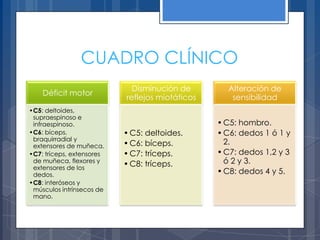 CUADRO CLÍNICO
                             Disminución de        Alteración de
    Déficit motor
                           reflejos miotáticos      sensibilidad
•C5: deltoides,
 supraespinoso e
 infraespinoso.                                  • C5: hombro.
•C6: bíceps,               • C5: deltoides.      • C6: dedos 1 ó 1 y
 braquirradial y                                   2.
 extensores de muñeca.     • C6: bíceps.
•C7: tríceps, extensores   • C7: tríceps.        • C7: dedos 1,2 y 3
 de muñeca, flexores y
                           • C8: tríceps.          ó 2 y 3.
 extensores de los
 dedos.                                          • C8: dedos 4 y 5.
•C8: interóseos y
 músculos intrínsecos de
 mano.
 
