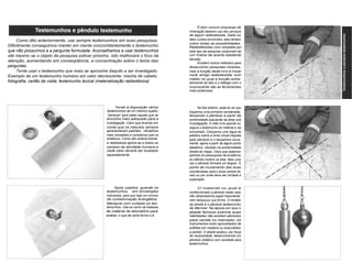 Como dito anteriormente, use sempre testemunhos em suas pesquisas. 
Dificilmente conseguimos manter em mente concomitantemente o testemunho 
que não possuímos e a pergunta formulada. Aconselhamos a usar testemunhos 
até mesmo se o objeto da pesquisa estiver próximo. Isto melhorará o foco da 
atenção, aumentando em conseqüência, a concentração sobre o tema das 
perguntas. 
Tente usar o testemunho que mais se aproxime daquilo a ser investigado. 
Exemplo de um testemunho humano em valor decrescente: mecha de cabelo, 
fotografia, cartão de visita, testemunho lexical (materialização radiestésica). 
É bem comum empresas de 
mineração fazerem uso dos serviços 
de algum radiestesista. Dado os 
altos custos envolvidos, elas tentam 
cobrir todas as possibilidades. 
Radiestesistas com simpatia por 
este tipo de pesquisa costumam ter 
um índice de acerto bastante 
elevado. 
Existem outros métodos para 
desenvolver pesquisas minerais, 
mas a função deste livro é iniciar 
você, amigo radiestesista, num 
metier no qual a função extra-sensorial 
do tato e o diálogo com o 
inconsciente são as ferramentas 
mais poderosas. 
Tendo à disposição vários 
testemunhos de um mesmo sujeito; 
"pendule" para saber aquele que se 
encontra mais adequado para a 
investigação. Claro que levando em 
conta que os naturais sempre 
apresentaram padrões vibratórios 
mais completos e complexos que os 
sintéticos. Como dito anteriormente, 
a radiestesia aplica-se a todos os 
campos da atividade humana e 
cada caso deverá ser avaliado 
separadamente. 
Na foto anterior, pode-se ver que 
traçamos uma primeira coordenada, 
lançando o pêndulo a partir da 
extremidade esquerda da área sob 
investigação. A mão livre aponta ou 
segura o testemunho do material a ser 
encontrado. Colocamos uma régua de 
plástico sobre a linha virtual traçada 
pelo pêndulo e o lançamos nova-mente, 
agora a partir de algum ponto 
aleatório, situado na extremidade 
direita do mapa. Claro que estamos 
partindo do pressuposto da existência 
do referido minério na área. Mais uma 
vez o pêndulo formará um ângulo. O 
ponto de cruzamento das duas 
coordenadas será o local central do 
veio ou por onde deve ser iniciada a 
exploração. 
Após usados, guarde os 
testemunhos em envelopes 
individuais, para que haja um mínimo 
de contaminação energética. 
Manipule com cuidado os tes-temunhos. 
Use-os como se tratasse 
de material de laboratório para 
análise, o que de certa forma o é. 
O material no qual é 
confeccionado o pêndulo neste caso 
não desempenha papel importante, 
nem tampouco sua forma. O modelo 
da direita é o pêndulo testemunho 
de Mermet. Na época em que o 
abade famoso exercia suas 
habilidades não existiam pêndulos 
para venda no mercado; os 
instrumentos eram aproveitados de 
enfeites em madeira ou executados 
a pedido. O abade acabou, por força 
da necessidade, desenvolvendo um 
pêndulo metálico com cavidade para 
testemunhos. 
 