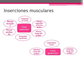 Inserciones musculares
Cara
anterior
Supinad
or corto
Biceps
braquia
l
Flexor
superfici
al de los
dedos
Flexor
largo del
pulgar
Flexor
profun
do
Pronador
cuadrado
Cara
posterior
Supinador
corto
Adubtor
largo del
pulgar
Adubtor
corto del
pulgar
 