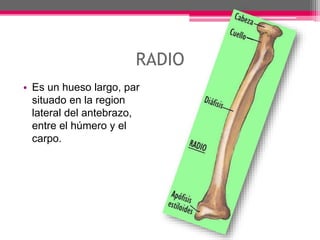 RADIO
• Es un hueso largo, par
situado en la region
lateral del antebrazo,
entre el húmero y el
carpo.
 