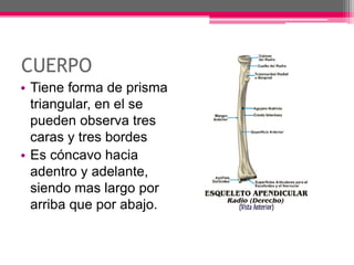 CUERPO
• Tiene forma de prisma
triangular, en el se
pueden observa tres
caras y tres bordes
• Es cóncavo hacia
adentro y adelante,
siendo mas largo por
arriba que por abajo.
 