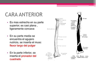 CARA ANTERIOR
• Es mas estrecha en su parte
superior, es casi plana ,
ligeramente concava
• En su parte media se
encuentra el agujero
nutricio, se inserta el musc
flexor largo del pulgar
• En la parte inferior, se
inserta el pronador del
cuadrado
 