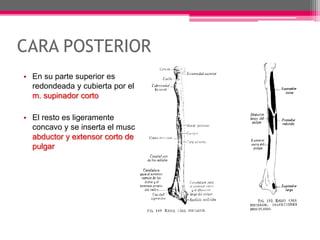 CARA POSTERIOR
• En su parte superior es
redondeada y cubierta por el
m. supinador corto
• El resto es ligeramente
concavo y se inserta el musc
abductor y extensor corto de
pulgar
 