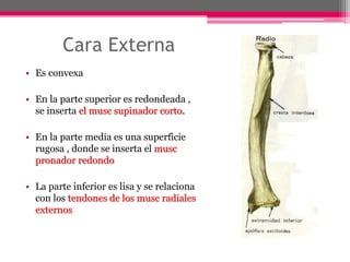 Cara Externa
• Es convexa
• En la parte superior es redondeada ,
se inserta el musc supinador corto.
• En la parte media es una superficie
rugosa , donde se inserta el musc
pronador redondo
• La parte inferior es lisa y se relaciona
con los tendones de los musc radiales
externos
 