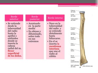Borde
anterior
• Se extiende
desde la
tuberosidad
del radio
hasta la
apófisi s
estiloides
donde se
inserta la
cabeza
radial del m.
flexor
superficial
de los dedos.
Borde
posterior
• Acentuado
en la parte
media
• Es obtuso y
difuminado,
sobre todo
en sus
extremos
Borde interno
• Nace en la
tuberosidad
del radio y
se extiende
distalmente
hasta
bifurcarse.
• En el se
inserta la
membrana
interósea
que une el
radio al
cúbito
 