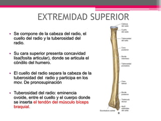 EXTREMIDAD SUPERIOR
• Se compone de la cabeza del radio, el
cuello del radio y la tuberosidad del
radio.
• Su cara superior presenta concavidad
lisa(fosita articular), donde se articula el
cóndilo del humero.
• El cuello del radio separa la cabeza de la
tuberosidad del radio y participa en los
mov. De pronosupinación
• Tuberosidad del radio: eminencia
ovoide, entre el cuello y el cuerpo donde
se inserta el tendón del músculo bíceps
braquial.
 