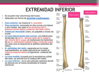 EXTREMIDAD INFERIOR
• Es la parte mas voluminosa del hueso .
• Aplanada con forma de pirámide cuadrangular.
• Cara anterior: se inserta el m. pronador.
• Cara posterior: excavada en dos surcos uno lateral
y otro medial, dan paso a los tendones del m.
extensor de los dedos y extensor del dedo índice.
• Tubérculo dorsal(de Lister), es palpable a traves de
la piel.
• La cara lateral posee dos surcos: uno lateral para
tendondes de los m. Aductor lardo del d. pulgar y
ext. Dcorto del d. pugar, el medial para los tendones
de los m. extensores radiales largo y corto del carpo
(en esta cara se desprende la apófisis estiloides del
radio),
• A. estiloides del radio: separada por la cresta
supraestiloidea, en estas estructura se inserta el
musculo braquiorradial y el ligamento colateral del
radio.
• La cara medial: ocupada por la escotadura cubital
del radio, se articula con la cabeza del cubito.
• La cara inferior: es la cara articular carpiana donde
se articula con el hueso escafoides el huesos
semilunar
Vista posterior
Vista anterior
 
