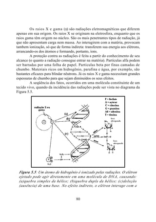 80
Os raios X e gama (γ) são radiações eletromagnéticas que diferem
apenas em sua origem. Os raios X se originam na eletrosfera, enquanto que os
raios gama têm origem no núcleo. São os mais penetrantes tipos de radiação, já
que não apresentam carga nem massa. Ao interagirem com a matéria, provocam
tambem ionização, só que de forma indireta: transferem sua energia aos elétrons,
arrancando-os dos átomos e formando, portanto, íons.
A proteção contra as radiações é feita a partir do conhecimento de seu
alcance (o quanto a radiação consegue entrar na matéria). Partículas alfa podem
ser barradas por uma folha de papel. Partículas beta por finas camadas de
chumbo. Materiais ricos em hidrogênio, parafina e água, por exemplo, são
bastantes eficazes para blindar nêutrons. Já os raios X e gama necessitam grandes
espessuras de chumbo para que sejam diminuídos os seus efeitos.
A seqüência dos fatos, ocorridos em uma molécula constituinte de um
tecido vivo, quando da incidência das radiações pode ser vista no diagrama da
Figura 5.5.
Figura 5.5: Um átomo de hidrogênio é ionizado pelas radiações. O elétron
ejetado pode agir diretamente em uma molécula de DNA, causando:
(a)quebra simples da hélice; (b)quebra dupla da hélice; (c)deleção
(ausência) de uma base. No efeito indireto, o elétron interage com a
 