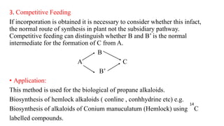 3. Competitive Feeding
If incorporation is obtained it is necessary to consider whether this infact,
the normal route of synthesis in plant not the subsidiary pathway.
Competitive feeding can distinguish whether B and B’ is the normal
intermediate for the formation of C from A.
B
A C
B’
• Application:
This method is used for the biological of propane alkaloids.
Biosynthesis of hemlock alkaloids ( conline , conhhydrine etc) e.g.
Biosynthesis of alkaloids of Conium manuculatum (Hemlock) using C
labelled compounds.
14
 