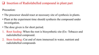  Insertion of Radiolabelled compound in plant part
Precaution:
• The precursor should react at necessary site of synthesis in plants.
• Plant at the experiment time should synthesis the compound under
investigation.
• The dose given is for short period.
1. Root feeding: When the root is biosynthetic site (Ex- Tobacco and
radiolabelled compound.
2. Stem feeding: Cut end of stem immersed in water, nutrient and
radiolabelled compounds
 