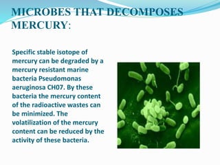 MICROBES THAT DECOMPOSES
MERCURY:
Specific stable isotope of
mercury can be degraded by a
mercury resistant marine
bacteria Pseudomonas
aeruginosa CH07. By these
bacteria the mercury content
of the radioactive wastes can
be minimized. The
volatilization of the mercury
content can be reduced by the
activity of these bacteria.
 