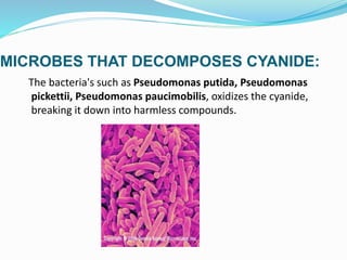 MICROBES THAT DECOMPOSES CYANIDE:
The bacteria's such as Pseudomonas putida, Pseudomonas
pickettii, Pseudomonas paucimobilis, oxidizes the cyanide,
breaking it down into harmless compounds.
 
