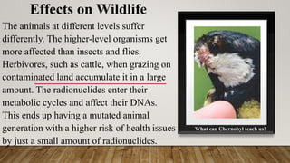 Effects Of Radioactive Pollution On Animals