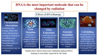DNA is the most important molecule that can be
changed by radiation
Effects of DNA Damage
Chromosome
Aberrations
Sometimes the
damage effects the
entire chromosome,
causing it to break or
recombine in an
abnormal way.
Sometimes parts of
two different
chromosomes may be
combined
Gene
Mutation
Sometimes a
specific gene is
changed so that it is
unable to make its
corresponding
protein properly
Gene
Expression
A gene may respond
to the radiation by
changing its signal to
produce protein. This
may be protective or
damaging
Genomic
Instability
Sometimes DNA
damage produces
later changes which
may contribute to
cancer
Cell Killing
Damaged DNA may
trigger apoptosis, or
programmed cell
death. If only a few
cells are affected, this
prevents reproduction
of damaged DNA and
protects the tissue
Studies have shown that most radiation-induced DNA
damage is normally repaired by the body
 