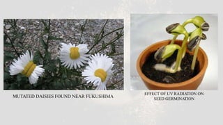 MUTATED DAISIES FOUND NEAR FUKUSHIMA
EFFECT OF UV RADIATION ON
SEED GERMINATION
 