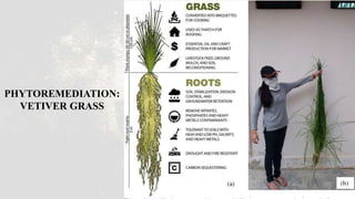 PHYTOREMEDIATION:
VETIVER GRASS
 