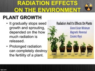 RADIATION EFFECTS
ON THE ENVIRONMENT
PLANT GROWTH
• It gradually stops seed
growth and sprouting,
depended on the how
much radiation is
released.
• Prolonged radiation
can completely destroy
the fertility of a plant.
 