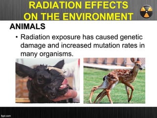 RADIATION EFFECTS
ON THE ENVIRONMENT
ANIMALS
• Radiation exposure has caused genetic
damage and increased mutation rates in
many organisms.
 