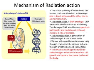 Mechanism of Radiation action
               The action pathway of radiation to the
               human body can visualized in two ways:
               one is direct action and the other one is
               an indirect action.
               The direct action is DNA breakage. DNA
               has essential information to make body.
               The damaged DNA would cause apoptosis
               (cell death) and mutation of cells and
               increase a risk of diseases.
               The indirect action is generation of
               radical oxygen in the human body.
               We are influenced by radiation not only
               through environment exposure but also
               through breathing air and eating food.
               The DNA base damage mediated by
               radical oxygen would disturb normal cell
               growth and cause a functional decline of
               the body.
 