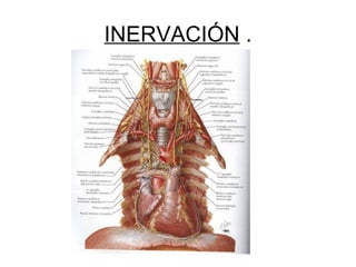 INERVACIÓN  . 