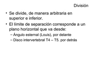 División Se divide, de manera arbitraria en superior e inferior. El límite de separación corresponde a un plano horizontal que va desde: Ángulo esternal (Louis), por delante Disco intervertebral T4 – T5. por detrás 