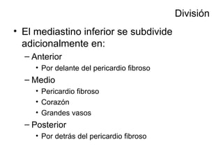 División El mediastino inferior se subdivide adicionalmente en: Anterior Por delante del pericardio fibroso Medio  Pericardio fibroso Corazón Grandes vasos Posterior Por detrás del pericardio fibroso 