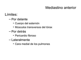 Mediastino anterior Límites: Por delante Cuerpo del esternón Músculos transversos del tórax Por detrás Pericardio fibroso Lateralmente Cara medial de los pulmones 