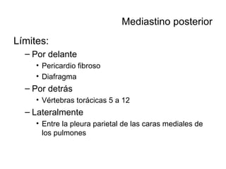 Mediastino posterior Límites: Por delante Pericardio fibroso Diafragma Por detrás Vértebras torácicas 5 a 12 Lateralmente Entre la pleura parietal de las caras mediales de los pulmones 