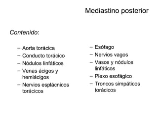 Mediastino posterior Contenido : Aorta torácica Conducto torácico Nódulos linfáticos Venas ácigos y hemiácigos Nervios esplácnicos torácicos Esófago Nervios vagos Vasos y nódulos linfáticos Plexo esofágico Troncos simpáticos torácicos 
