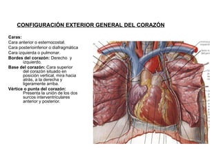 Caras: Cara anterior o esternocostal. Cara posterioinferior o diafragmática Cara izquierda o pulmonar. Bordes del corazón:  Derecho  y izquierdo. Base del corazón:  Cara superior del corazón situado en posición vertical, mira hacia atrás, a la derecha y ligeramente arriba. Vértice o punta del corazón:  Presenta la unión de los dos surcos interventriculares anterior y posterior. CONFIGURACIÓN EXTERIOR GENERAL DEL CORAZÓN   