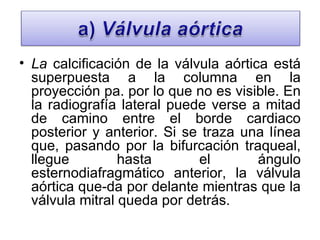 La  calcificación de la válvula aórtica está superpuesta a la columna en la proyección pa. por lo que no es visible. En la radiografía lateral puede verse a mitad de camino entre el borde cardiaco posterior y anterior. Si se traza una línea que, pasando por la bifurcación traqueal, llegue hasta el ángulo esternodiafragmático anterior, la válvula aórtica que­da por delante mientras que la válvula mitral queda por detrás. 