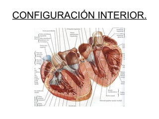 CONFIGURACIÓN INTERIOR. 