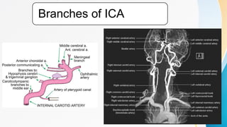 Radioanatomy of Brain , basic for post graduate doctors .pptx