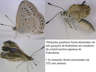 •Mutações genéticas foram detectadas em
três gerações de borboletas nos arredores
da central nuclear japonesa de
Fukushima.

• As mutações foram encontradas em
52% dos animais.
 