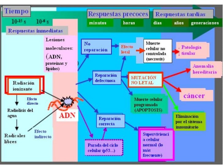 Lesiones radio inducidas y radio sensibilidad• Las interacciones de las radiaciones ionizantes  pueden traducirse en alter...