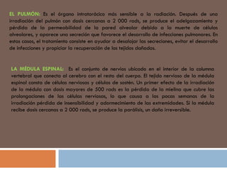EL PULMÓN:  Es el órgano intratorácico más sensible a la radiación. Después de una irradiación del pulmón con dosis cercanas a 2 000 rads, se produce el adelgazamiento y pérdida de la permeabilidad de la pared alveolar debido a la muerte de células alveolares, y aparece una secreción que favorece el desarrollo de infecciones pulmonares. En estos casos, el tratamiento consiste en ayudar a desalojar las secreciones, evitar el desarrollo de infecciones y propiciar la recuperación de los tejidos dañados. LA MÉDULA ESPINAL:  Es el conjunto de nervios ubicado en el interior de la columna vertebral que conecta al cerebro con el resto del cuerpo. El tejido nervioso de la médula espinal consta de células nerviosas y células de sostén. Un primer efecto de la irradiación de la médula con dosis mayores de 500 rads es la pérdida de la mielina que cubre las prolongaciones de las células nerviosas, lo que causa a las pocas semanas de la irradiación pérdida de insensibilidad y adormecimiento de las extremidades. Si la médula recibe dosis cercanas a 2 000 rads, se produce la parálisis, un daño irreversible. 