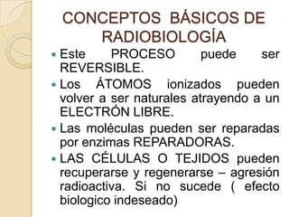 CONCEPTOS BÁSICOS DE
RADIOBIOLOGÍA
 Este PROCESO puede ser
REVERSIBLE.
 Los ÁTOMOS ionizados pueden
volver a ser naturales atrayendo a un
ELECTRÓN LIBRE.
 Las moléculas pueden ser reparadas
por enzimas REPARADORAS.
 LAS CÉLULAS O TEJIDOS pueden
recuperarse y regenerarse – agresión
radioactiva. Si no sucede ( efecto
biologico indeseado)
 