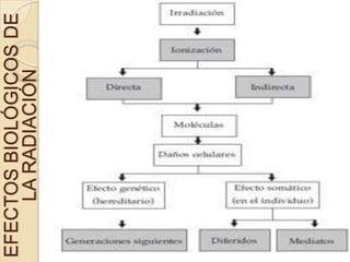 EFECTOSBIOLÓGICOSDE
LARADIACIÓN
 