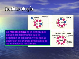 Radiobiología La  radiobiología  es la ciencia que estudia los fenómenos que se producen en los seres vivos tras la absorc...