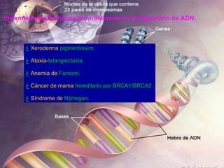Enfermedades humanas por trastornos en la reparación de ADN:   <ul><li>Xeroderma   pigmentosum .  </li></ul><ul><li>Ataxia...
