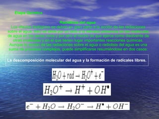 Etapa Química  Radiólisis del agua  Los efectos biológicos se deben en gran parte a la acción de las radiaciones sobre el ...