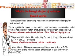 What is the biological effect of radiation
How it works
*Biological effects of ionizing radiation are determined in large part
by free radical
*Since H2O is the major component in cells, the most common ionization
event is radiolysis of water, producing reactive oxygen species (ROS)
The most relevant water is within 2nm of the DNA and tightly bound
*ROS produced include: H. - reducing; OH. - oxidizing; HO2
. - oxidizing
(O2 + H.); H2O2 - oxidizing
The net effect is oxidation of cellular constituents
About 60% of DNA damage caused by x-rays is due to ROS
About 75% of the indirect action of radiation is due to hydroxyl
radicals (OH.)
 