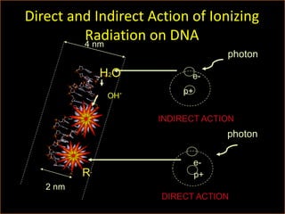 p+
e-
photon
p+
photon
INDIRECT ACTION
DIRECT ACTION
Direct and Indirect Action of Ionizing
Radiation on DNA
4 nm
2 nm
e-
R.
H2O
OH
.
 