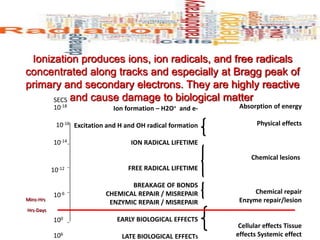 Ionization produces ions, ion radicals, and free radicals
concentrated along tracks and especially at Bragg peak of
primary and secondary electrons. They are highly reactive
and cause damage to biological matter
Ion formation – H2O+ and e-
Excitation and H and OH radical formation
ION RADICAL LIFETIME
FREE RADICAL LIFETIME
BREAKAGE OF BONDS
CHEMICAL REPAIR / MISREPAIR
ENZYMIC REPAIR / MISREPAIR
EARLY BIOLOGICAL EFFECTS
LATE BIOLOGICAL EFFECTS
10-18
10-12
10-6
100
106
SECS
Absorption of energy
Physical effects
Chemical lesions
Chemical repair
Enzyme repair/lesion
Cellular effects Tissue
effects Systemic effect
Hrs-Days
Mins-Hrs
10-16
10-14
 