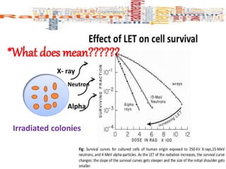 *What does mean??????
Irradiated colonies
X- ray
Neutron
Alpha
 