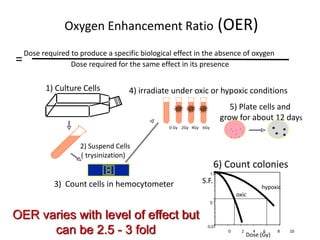 Oxygen Enhancement Ratio (OER)
Dose required to produce a specific biological effect in the absence of oxygen
Dose required for the same effect in its presence
=
OER varies with level of effect but
can be 2.5 - 3 fold
1) Culture Cells
(
3) Count cells in hemocytometer
4) irradiate under oxic or hypoxic conditions
0 Gy 2Gy 4Gy 6Gy
5) Plate cells and
grow for about 12 days
. . .
.
.
.
. .
6) Count colonies
Dose (Gy)
S.F.
0 2 4 6 8 10
1.0
0.1
0.01
oxic
hypoxic
2) Suspend Cells
trysinization)
 