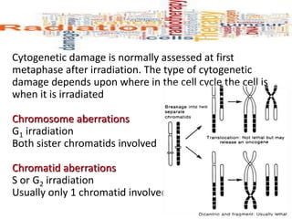Cytogenetic damage is normally assessed at first
metaphase after irradiation. The type of cytogenetic
damage depends upon where in the cell cycle the cell is
when it is irradiated
Chromosome aberrations
G1 irradiation
Both sister chromatids involved
Chromatid aberrations
S or G2 irradiation
Usually only 1 chromatid involved
 