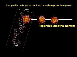 Repairable Sublethal Damage
X- or -radiation is sparsely ionizing; most damage can be repaired
4 nm
2 nm
 