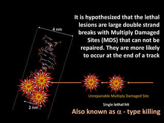 Single lethal hit
Also known as  - type killing
4 nm
2 nm
Unrepairable Multiply Damaged Site
It is hypothesized that the lethal
lesions are large double strand
breaks with Multiply Damaged
Sites (MDS) that can not be
repaired. They are more likely
to occur at the end of a track
 
