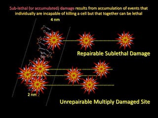 Repairable Sublethal Damage
Sub-lethal (or accumulated) damage results from accumulation of events that
individually are incapable of killing a cell but that together can be lethal
4 nm
2 nm
Unrepairable Multiply Damaged Site
 